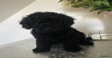 Miniature Poodle dogs Beautiful miniature poodles  - Advert 4