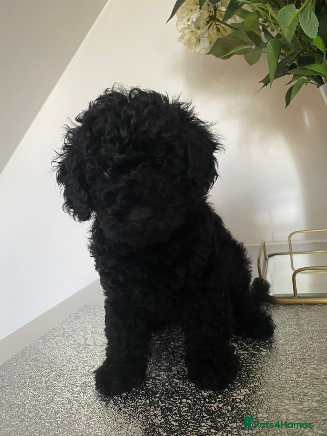 Miniature Poodle dogs for sale: Beautiful miniature poodles  - Advert 1