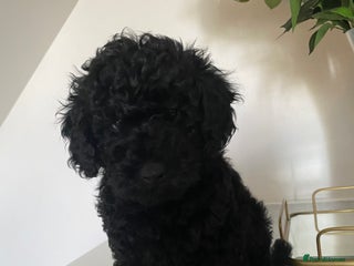 Miniature Poodle dogs Beautiful miniature poodles - Advert 2