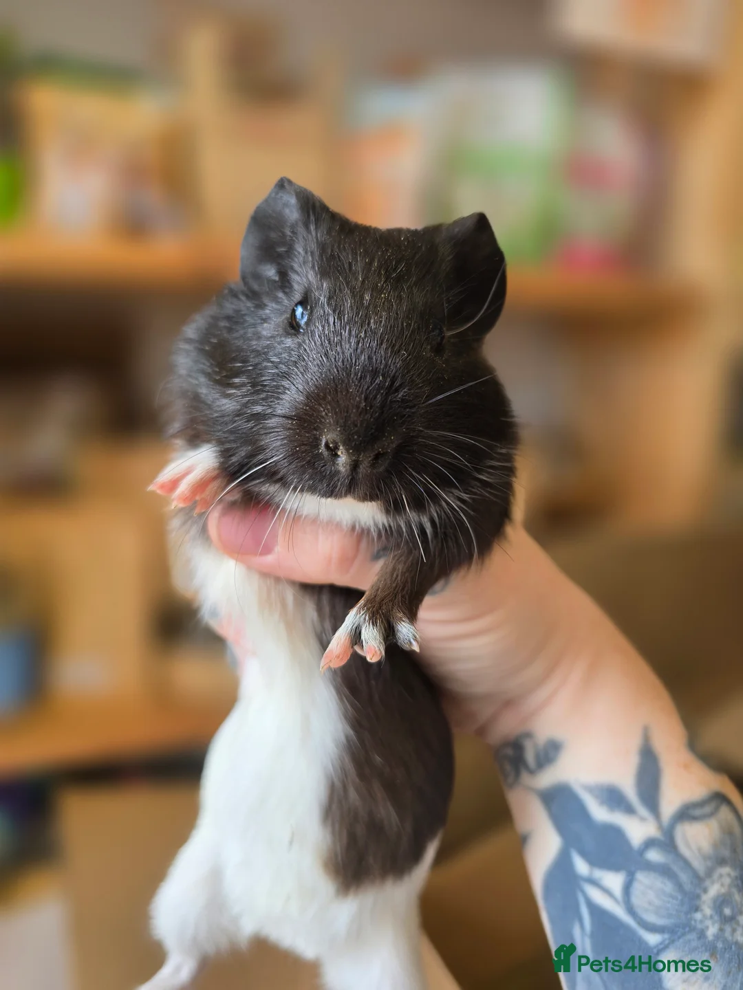 Guinea Pig rodents for sale: Baby male guinea pigs available  - Advert 2