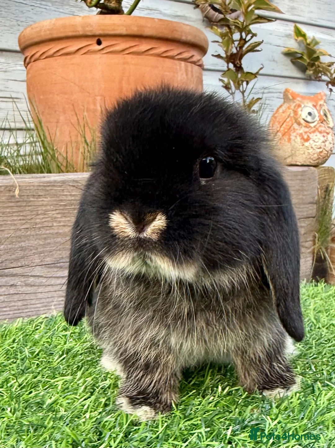 Mini Lop rabbits for sale: Beautiful Baby Black Otter - Minilop - Advert 1