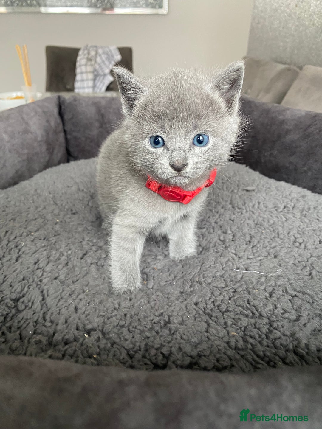 Russian Blue cats for sale: Russian blue kittens  - Advert 27