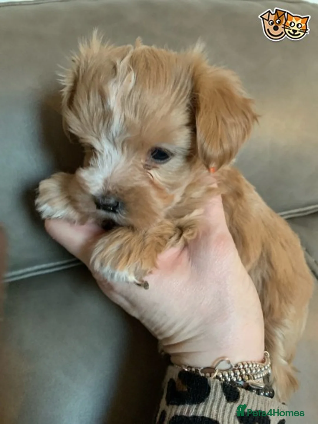 Toy Poodle dogs for stud: KC (FULLY HEALTH TESTED )RED TOY POODLE STUD in Galston - Advert 10
