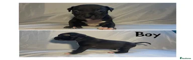 Mixed Breed 1