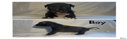 Mixed Breed dogs for sale: Staffy cross pups looking for forever homes🏡 - Advert 16