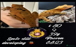 Gecko reptiles for sale: High End Various Crested Geckos for Sale - Advert 4