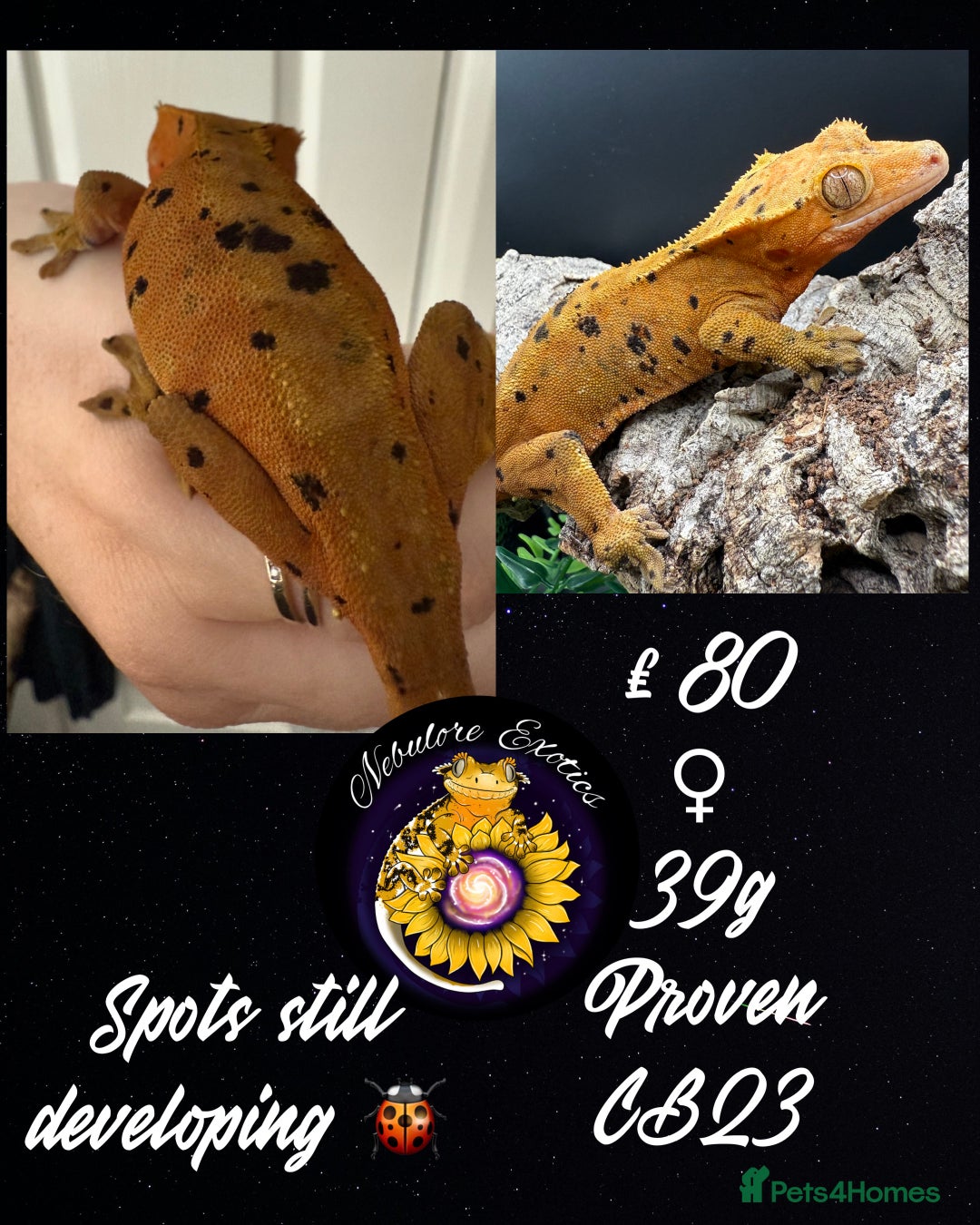 Gecko reptiles for sale: High End Various Crested Geckos for Sale - Advert 4