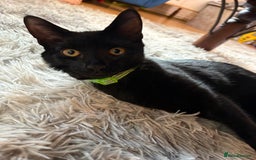 Domestic Shorthair cats for sale: Rehoming my male kitten - Image 4
