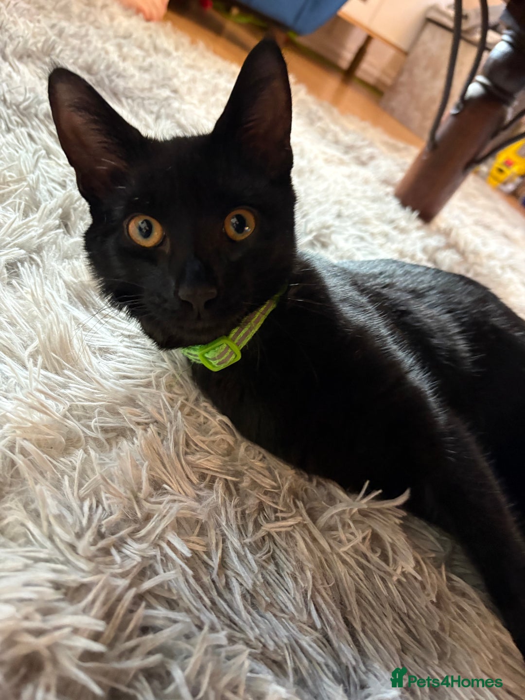 Domestic Shorthair cats for sale: Rehoming my male kitten - Image 4