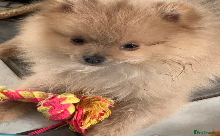 Pomeranian dogs - Advert 9