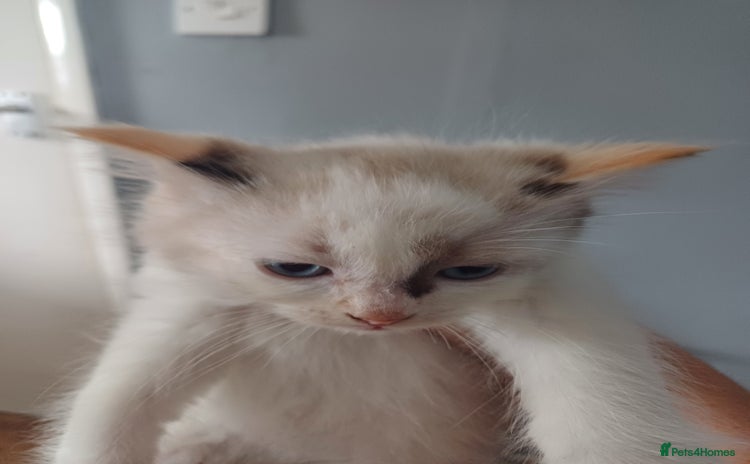 Ragdoll cats - Advert 2