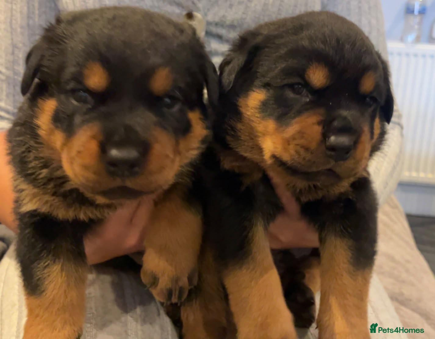 Rottweiler dogs Boy Puppy Rottweiler Ready To Go On 22/10/2026 - Advert 6