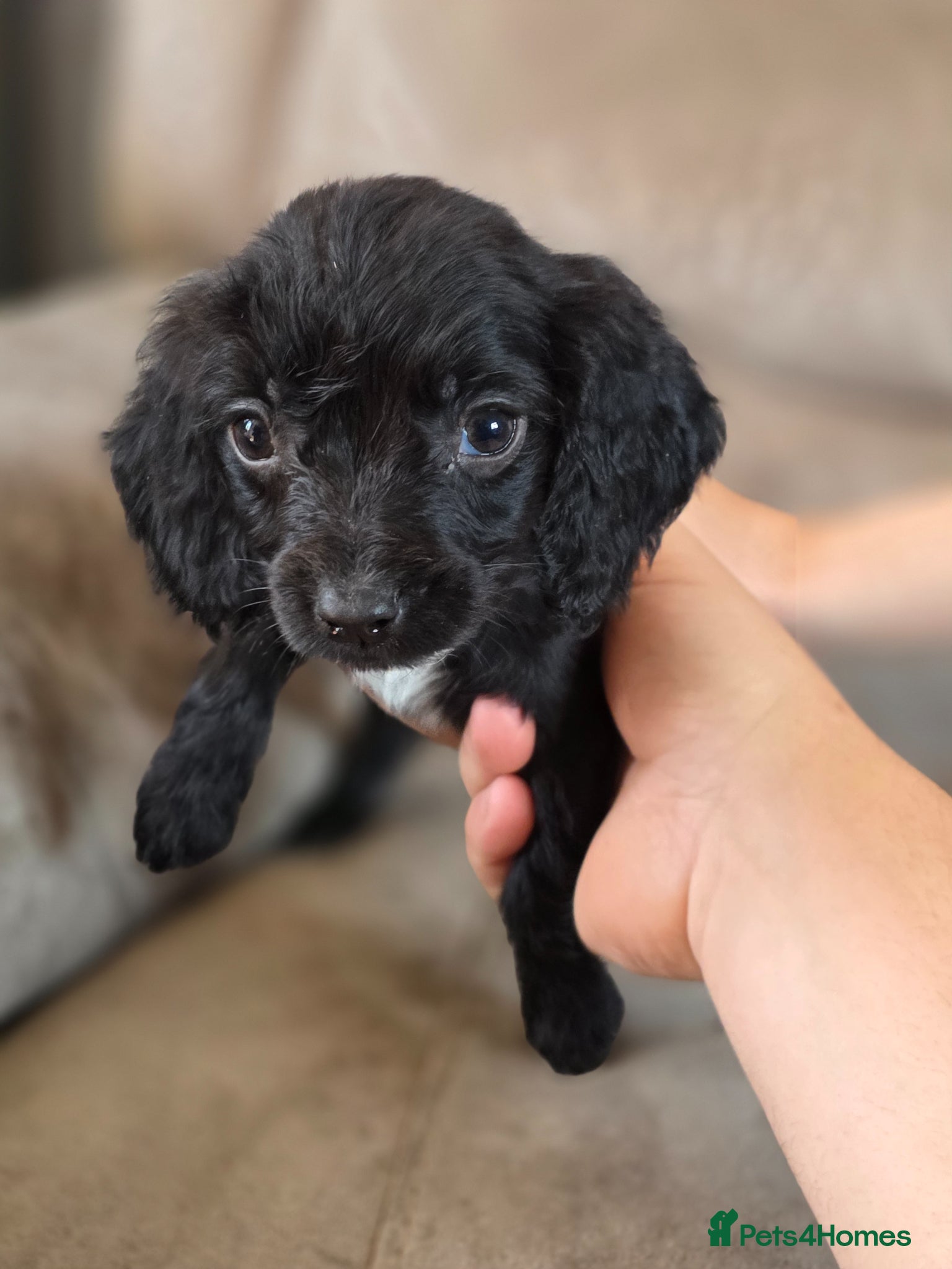 Cocker Spaniel dogs Beautiful cocker spaniel puppies, ready to leave. - Advert 1