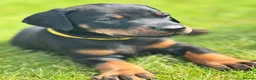 Dobermann dogs for sale: CHESHIRE WORLD CLASS DOBERMAN PUPPY - Advert 10