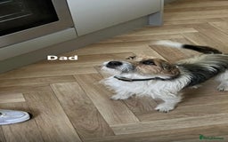 Jack Russell dogs for sale: Stunning Jack Russell puppies - Image 17