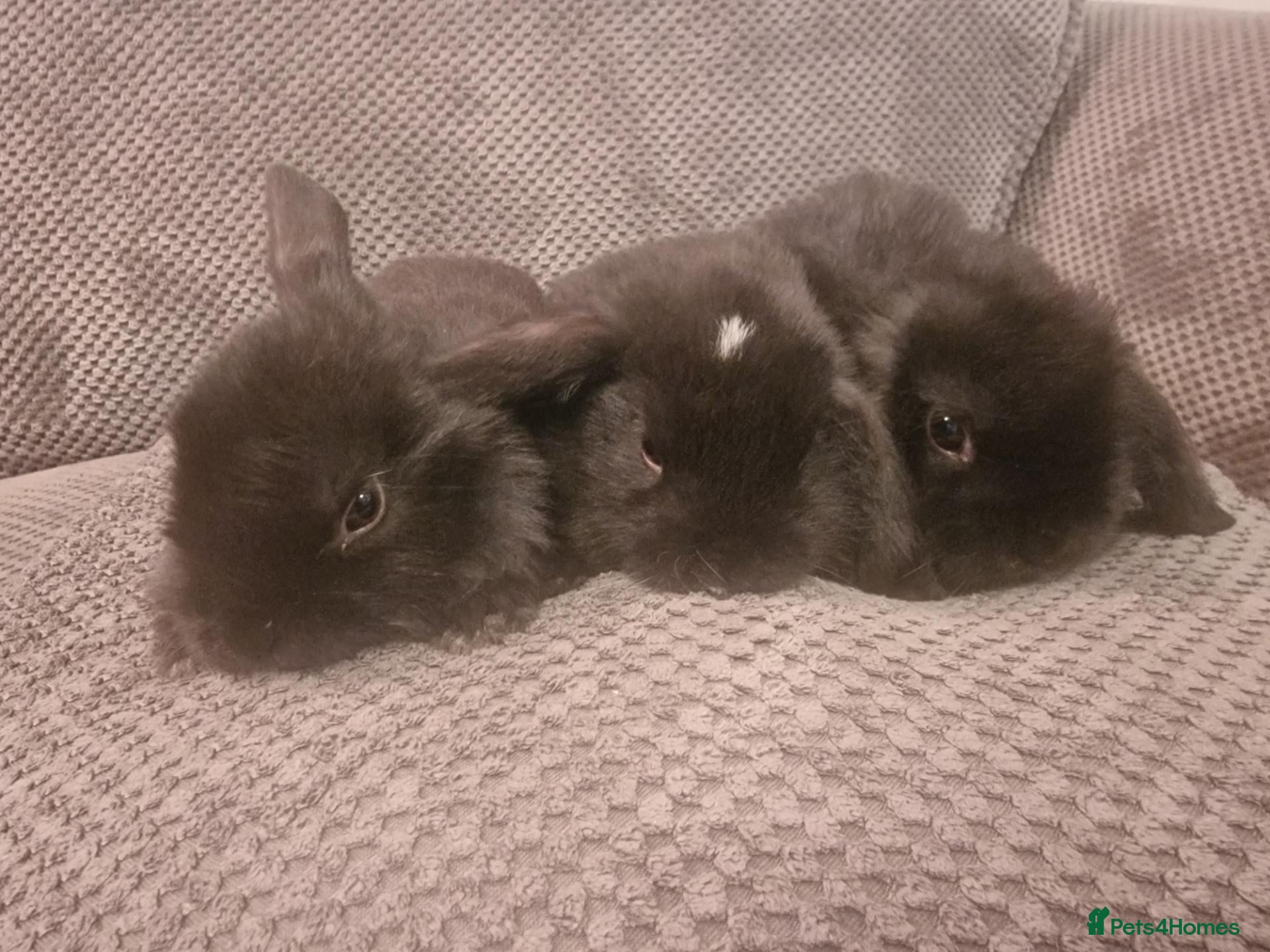 Mini Lop rabbits for sale: Beautiful mini lop bunnies  - Advert 2