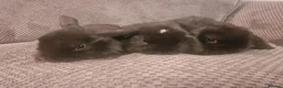 Mini Lop rabbits for sale: Beautiful mini lop bunnies  - Advert 2