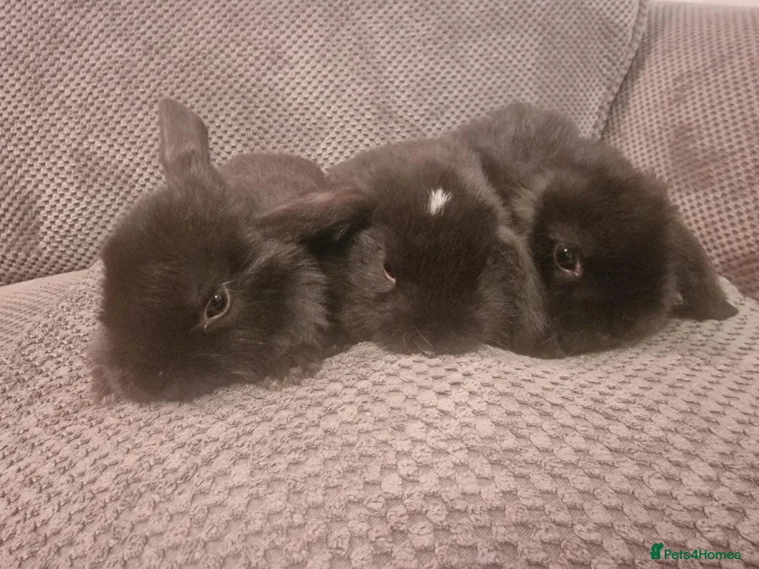Mini Lop rabbits for sale: Beautiful mini lop bunnies  - Advert 2