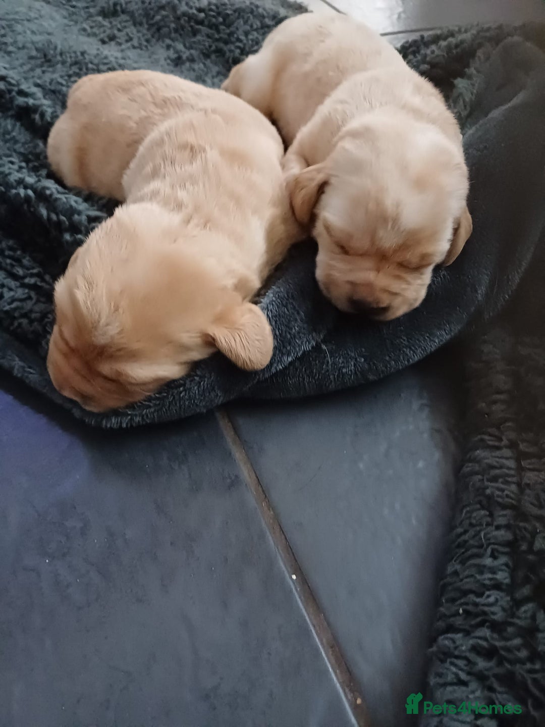 Labrador Retriever dogs for sale: 3 Puppies Available 🐶🐶🐶  - Image 11