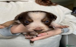 Border Collie dogs for sale: BorderCollie Pups: unique chocolate tri rough coat - Advert 8