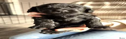 Cocker Spaniel dogs for sale: Stunning litter of cocker spaniels - Advert 14