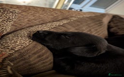 Mixed Breed dogs for sale: Lab x pups - Image 1