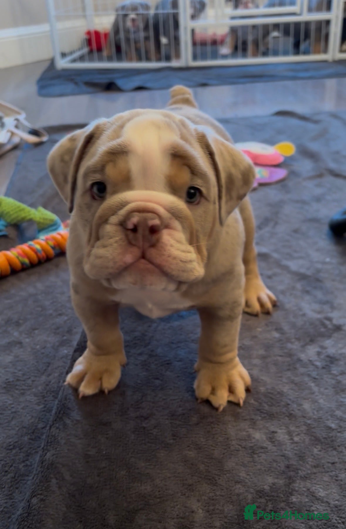 English Bulldog dogs *READY TO GO NOW* English Bulldog Puppies  - Advert 2