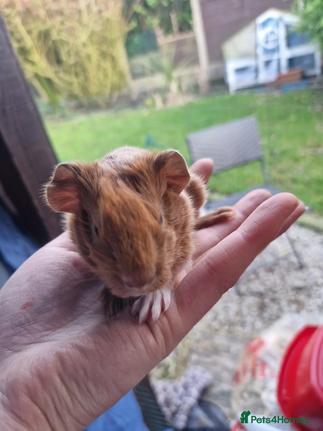 Guinea Pig rodents for sale: 3 handsome boys / ready 24th march 26 - Advert 4