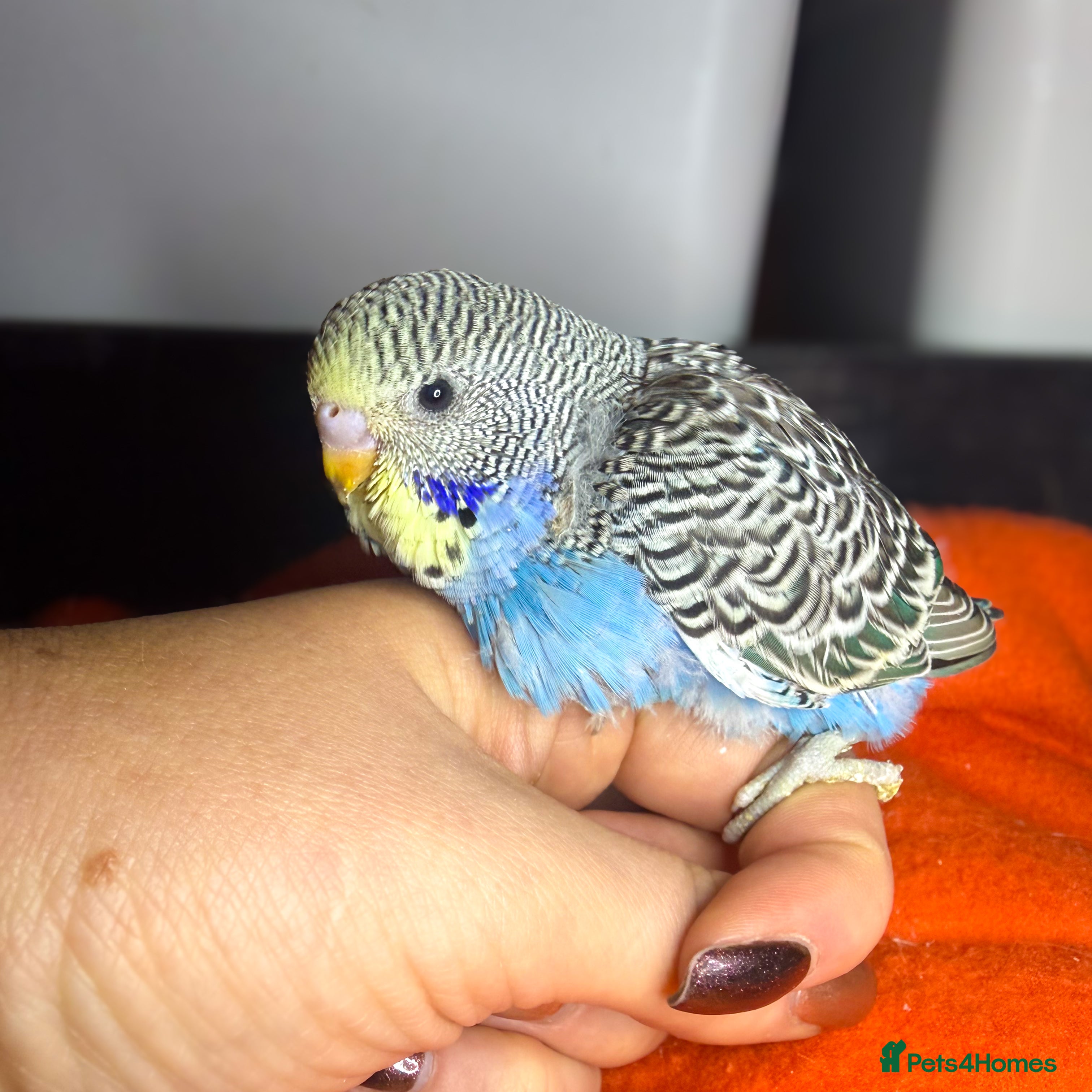 Budgerigars birds Baby Budgies for Sale! - Advert 4