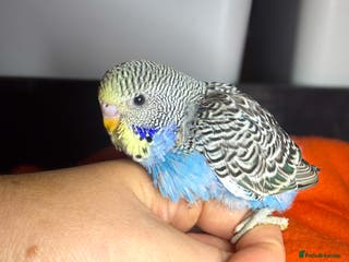 Budgerigars birds Baby Budgies for Sale! - Advert 6