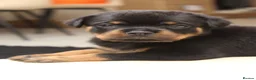 Rottweiler dogs for sale: Exceptional KC Pedigree Rottweilers - Advert 12