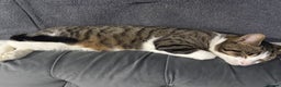 Mixed Breed cats for sale: 8 month Bengal cross male intact  - Advert 3