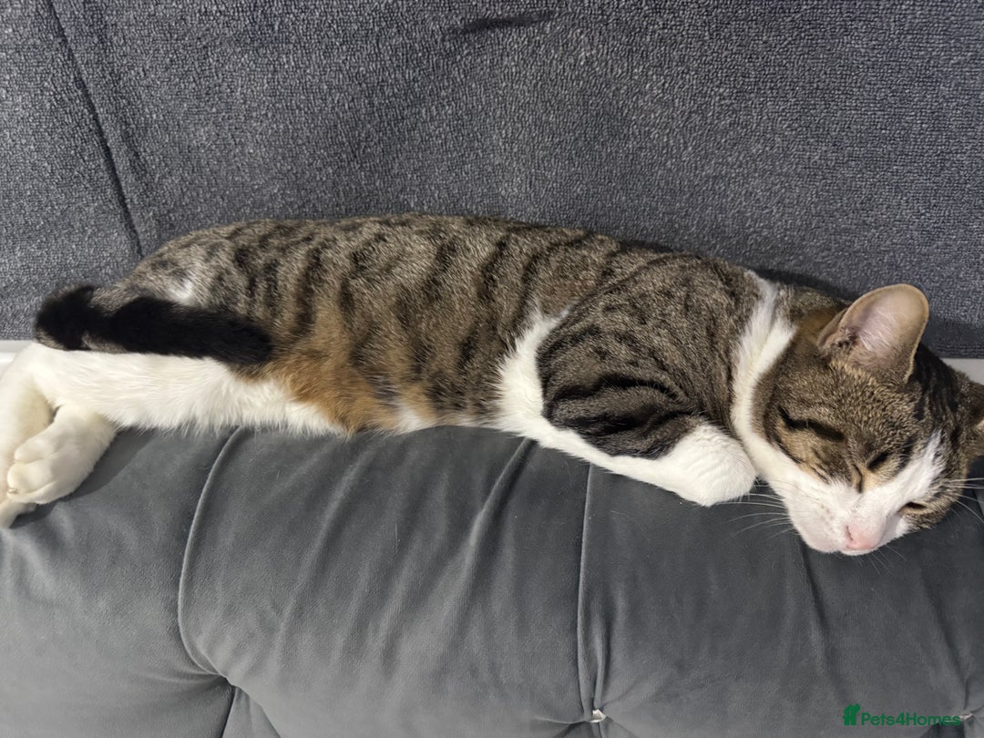 Mixed Breed cats for sale: 8 month Bengal cross male intact  - Advert 3