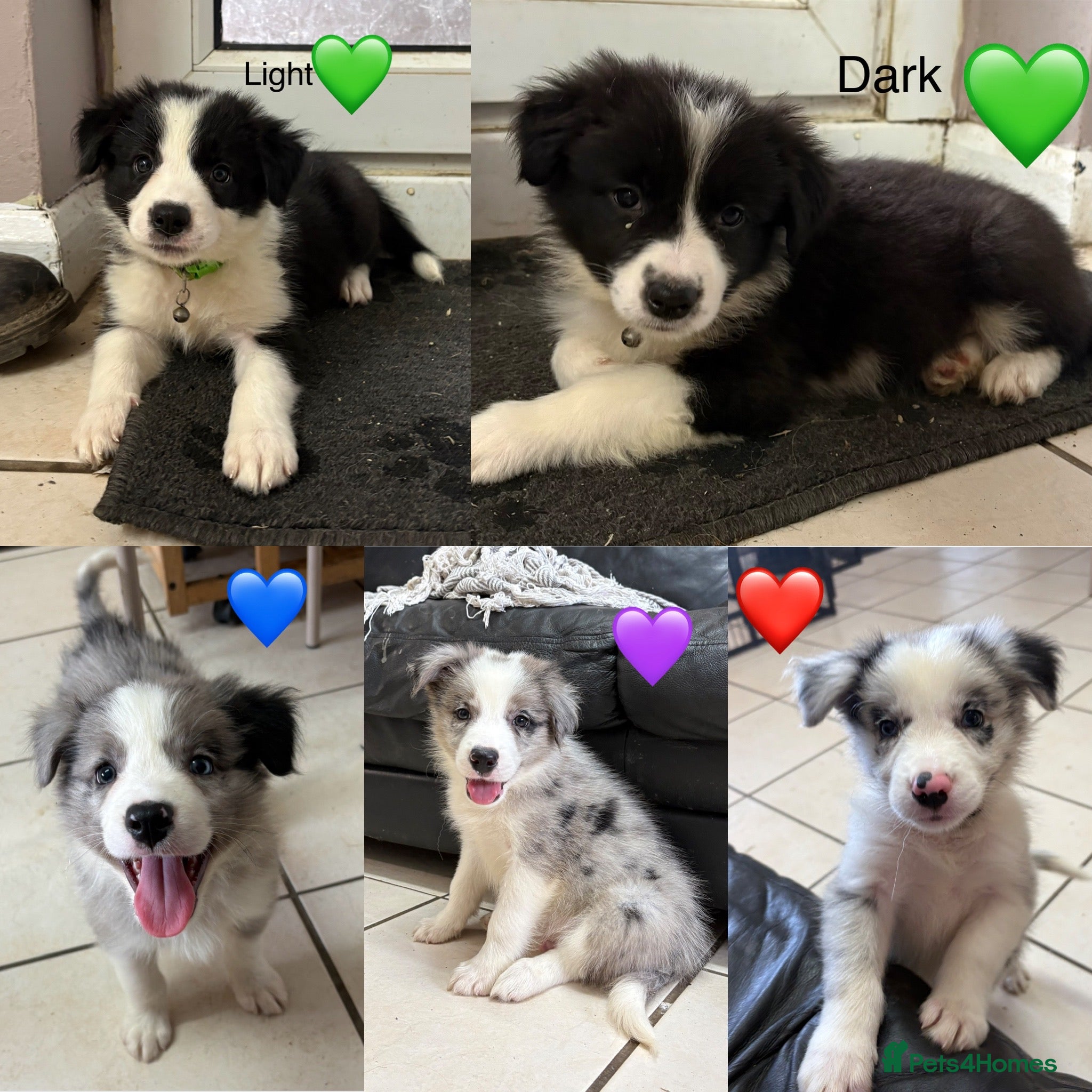 Border Collie dogs Outstanding Litter Of 12 Border Collie Puppies 🐶 - Advert 1