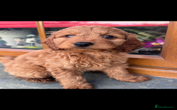 Cockapoo dogs for sale: Cockerpoo  in Carmarthen - Image 5