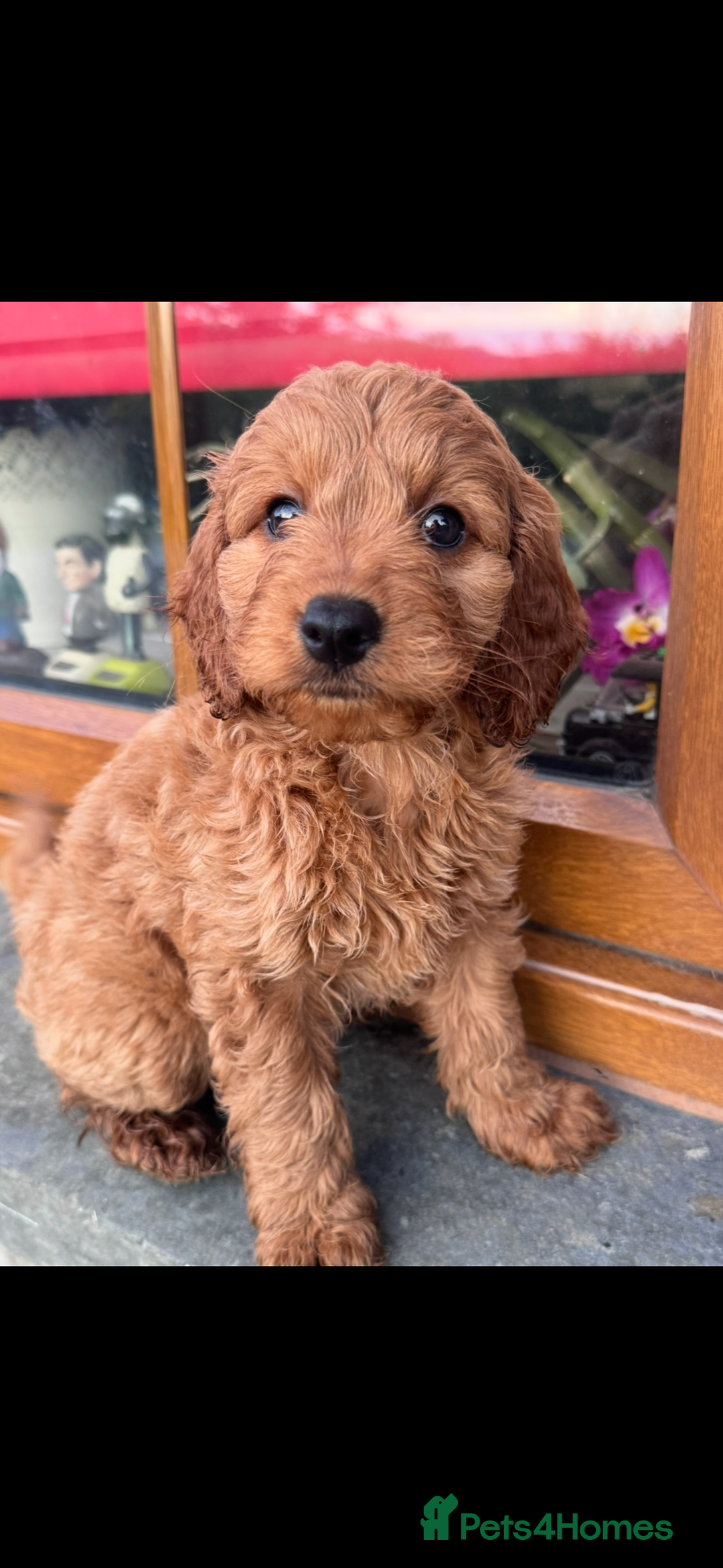 Cockapoo dogs for sale: Cockerpoo  in Carmarthen - Image 5
