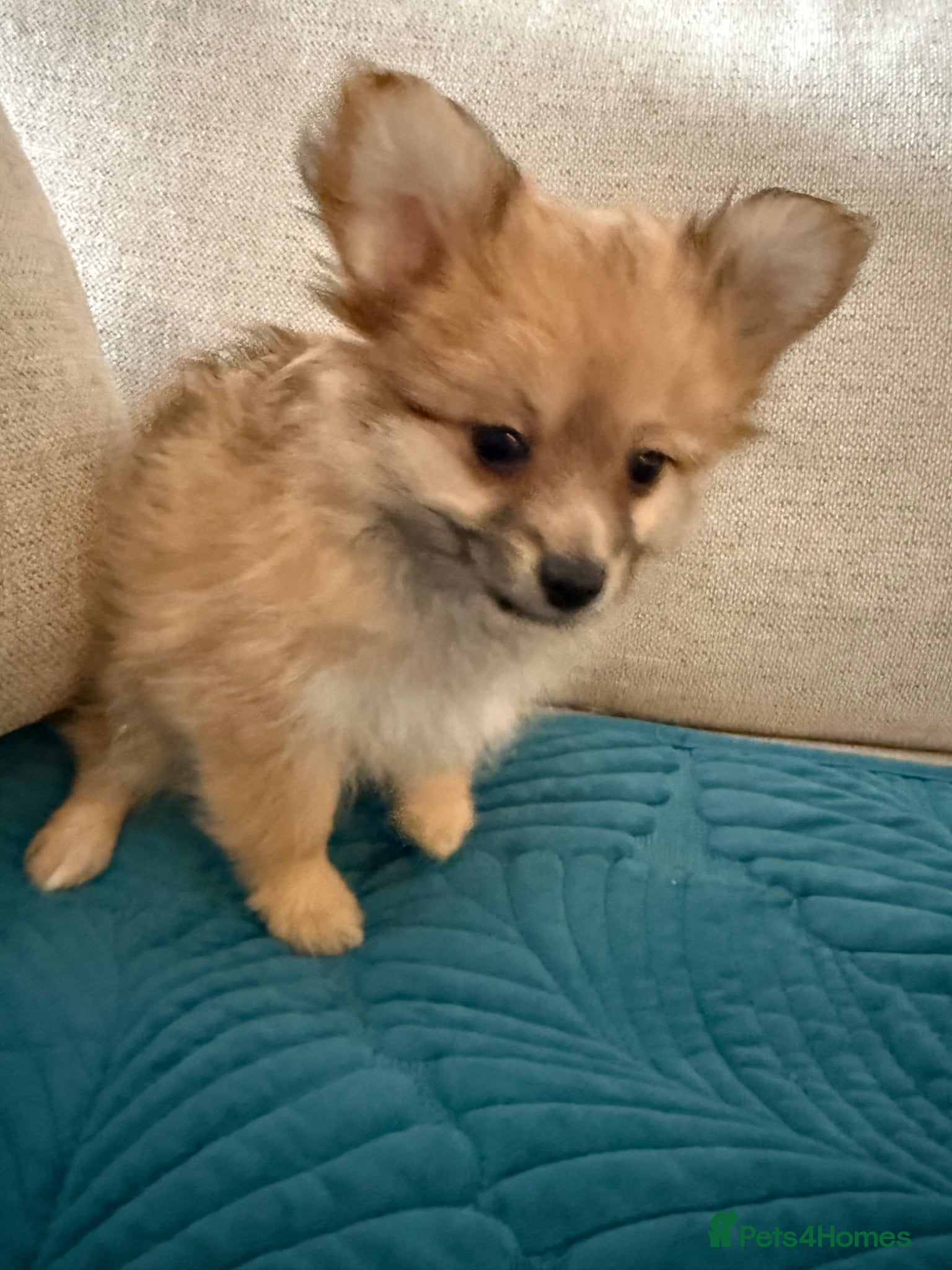 Mixed Breed dogs REDUCED Shihtzu x Pomeranian health checked  - Advert 1