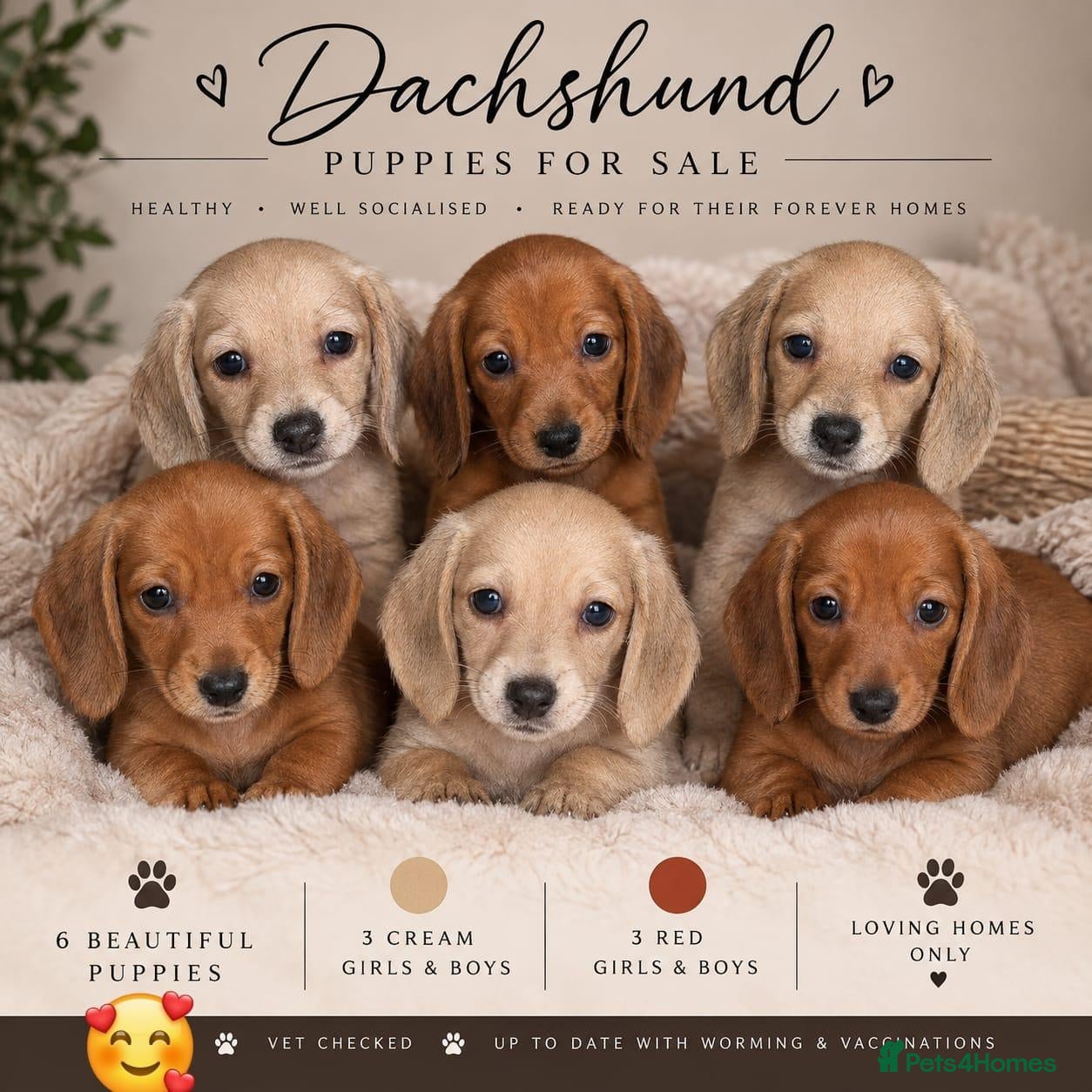 Dachshund dogs Dachshund puppies - Advert 6