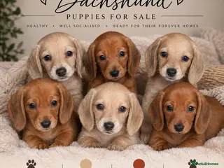 Dachshund dogs Dachshund puppies - Advert 6
