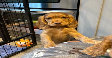 Cocker Spaniel dogs in Doncaster - Advert 7