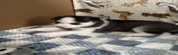 Siberian Husky dogs for sale: Siberian husky pups in Sutton-in-Ashfield - Advert 6
