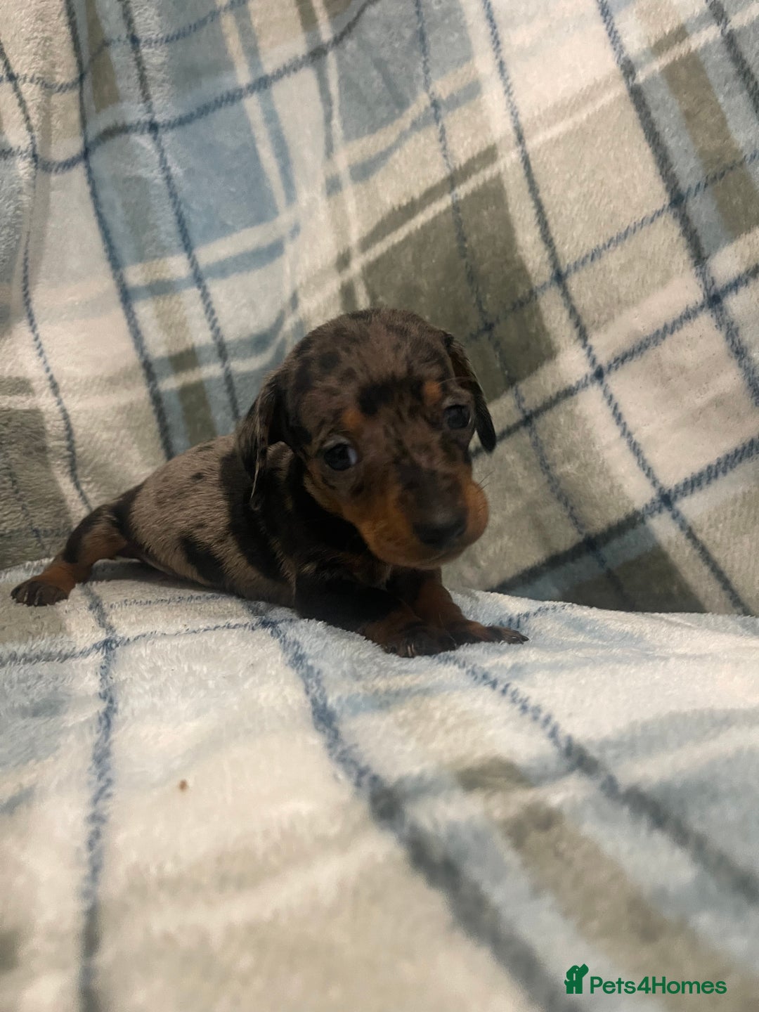 Miniature Dachshund dogs for sale: KC registered miniature dachshund For sale  - Image 4