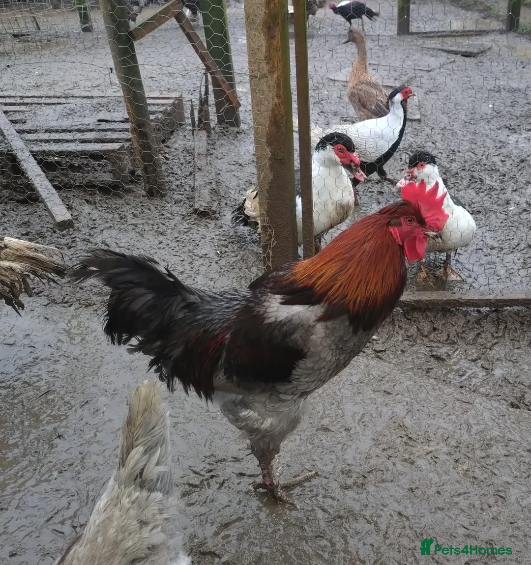 Chickens poultry for sale: Large cockerels - Advert 1