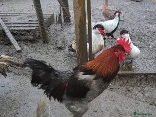 Chickens poultry Large cockerels - Advert 4