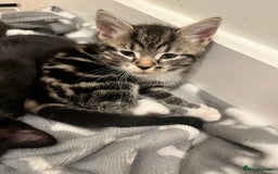 Mixed Breed cats for sale: 4 Beautiful Kittens 🐾 ❤️  - Image 10