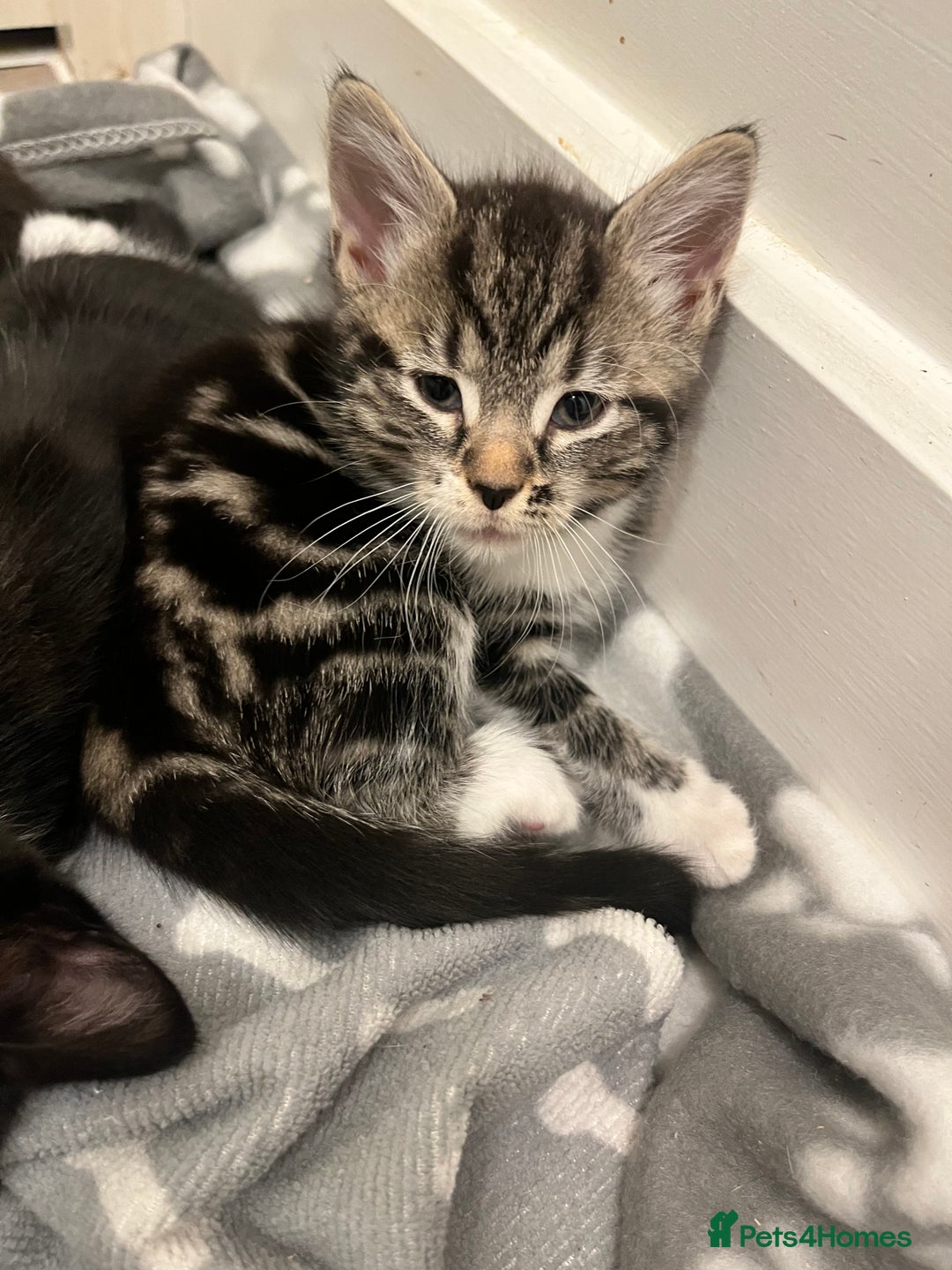 Mixed Breed cats for sale: 4 Beautiful Kittens 🐾 ❤️  - Image 10