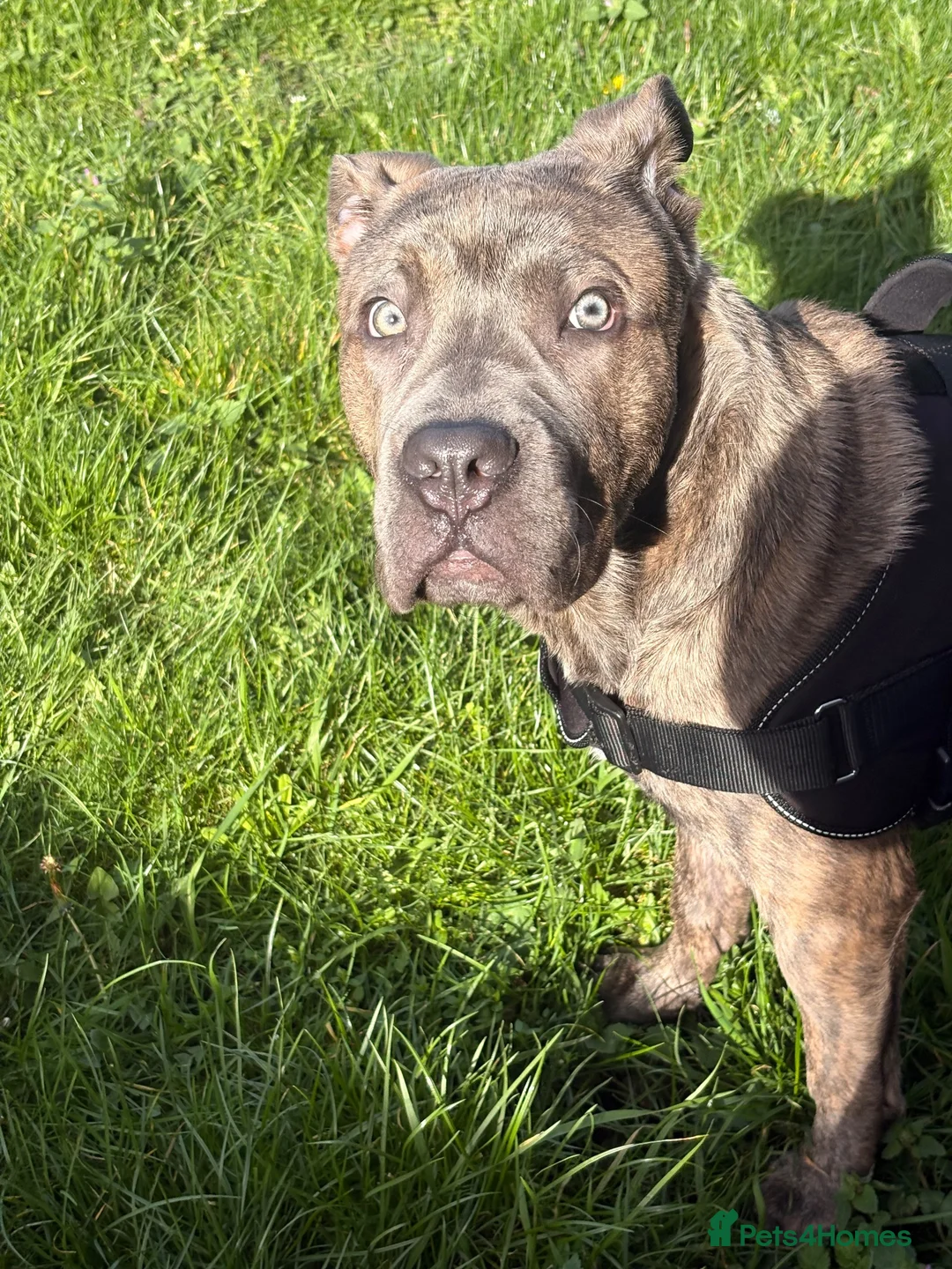 Mixed Breed dogs for sale: 9 month old pup  - Advert 2