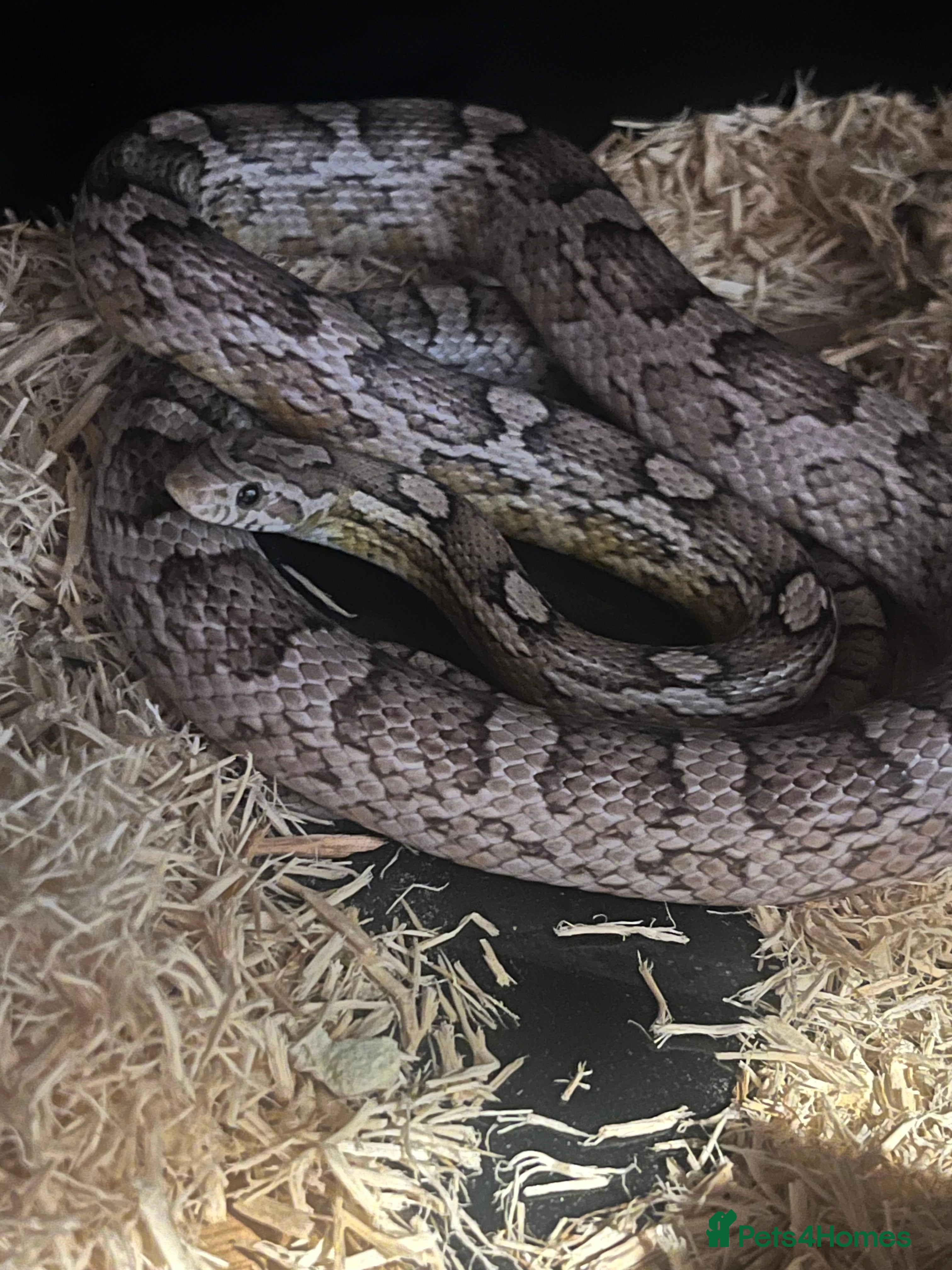 Corn Snake reptiles Beautiful corn snake plus set up - Advert 1