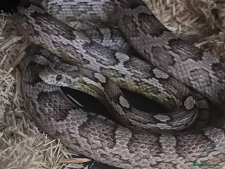 Corn Snake reptiles Beautiful corn snake plus set up - Advert 1