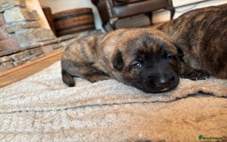 Belgian Shepherd Dog dogs for sale: Dutch shepherd puppies  - Image 2